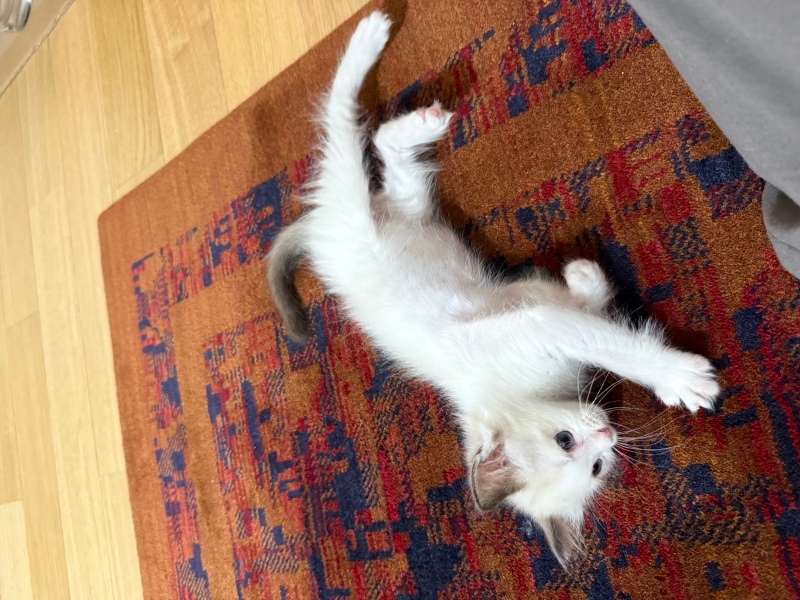 Ragdoll, Kedi  Bulut fotoğrafı