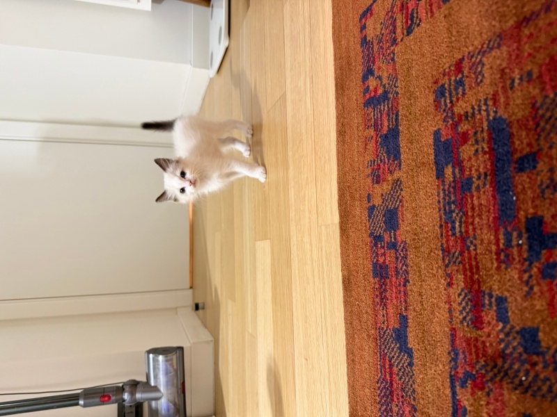 Ragdoll, Kedi  Bulut fotoğrafı