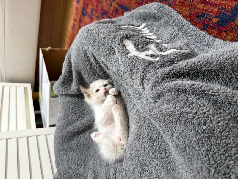 Ragdoll, Kedi  Bulut fotoğrafı