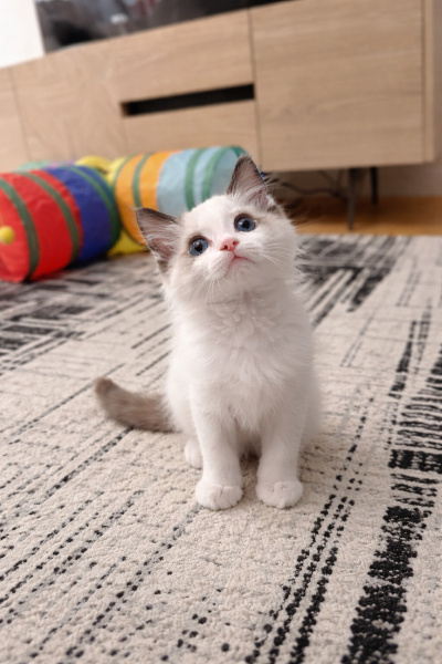 Ragdoll, Kedi  Bulut fotoğrafı