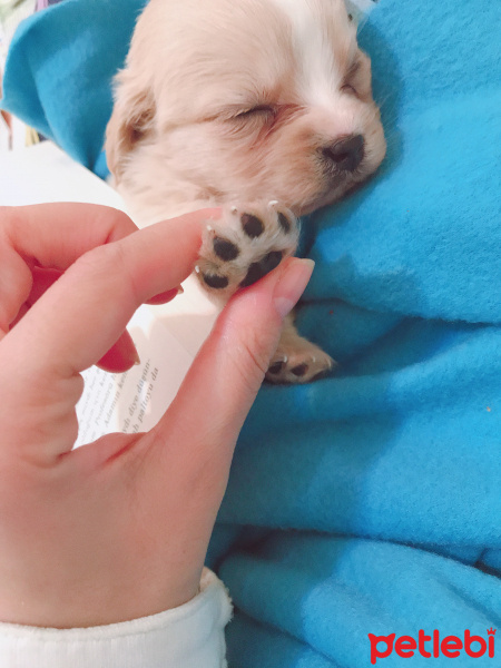 Maltese, Köpek  Minik kız fotoğrafı