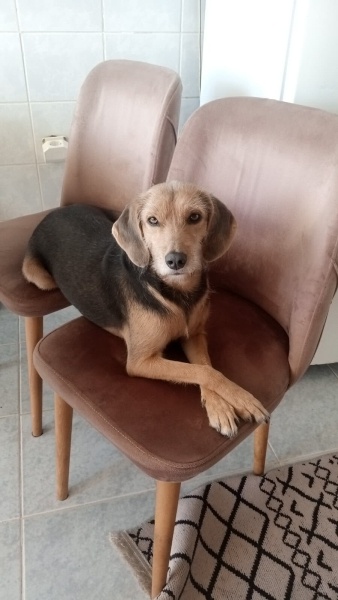 Beagle, Köpek  Sütlaç fotoğrafı