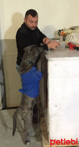 Cane Corso Italiano, Köpek  Zeus fotoğrafı