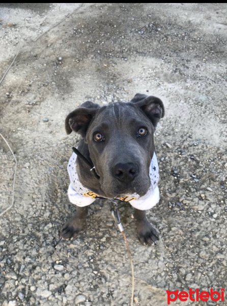 Cane Corso Italiano, Köpek  Zeus fotoğrafı