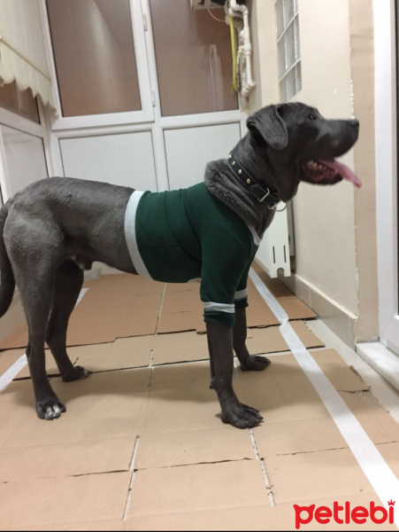 Cane Corso Italiano, Köpek  Zeus fotoğrafı
