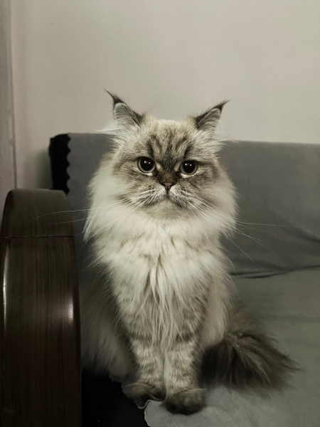 Himalayan, Kedi  Lina fotoğrafı