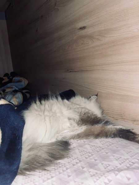 Himalayan, Kedi  Lina fotoğrafı