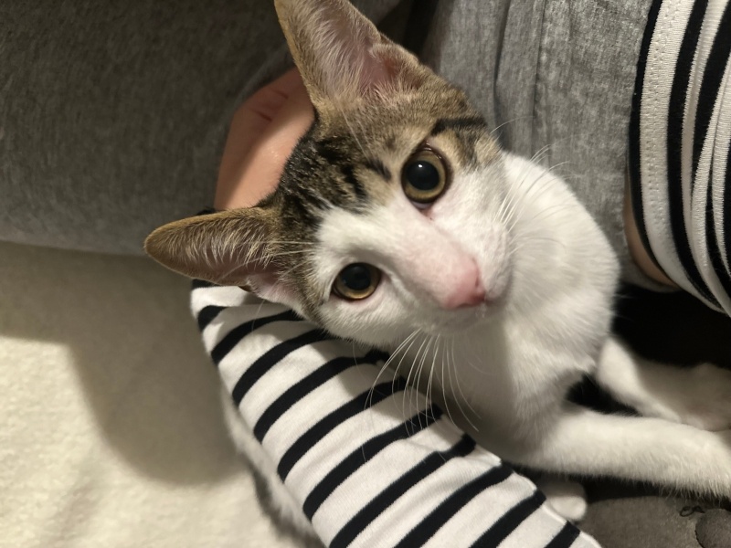 Tekir Kedi, Kedi  Pamuk fotoğrafı