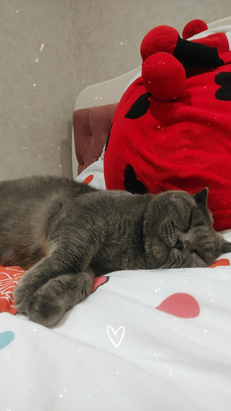 Scottish Fold, Kedi  Gölge fotoğrafı