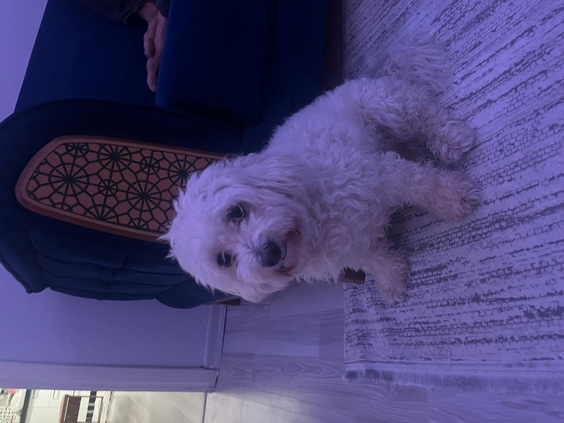 Yorkshire Terrier, Köpek  Luna fotoğrafı