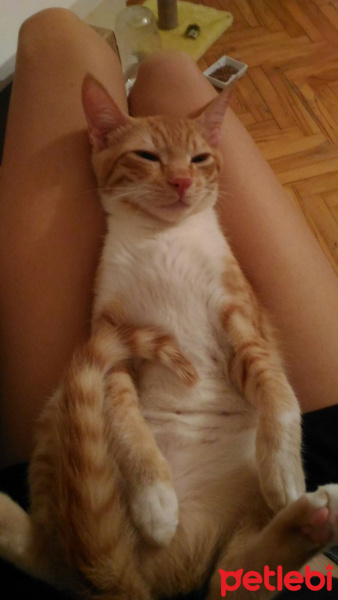 Tekir Kedi, Kedi  Luna fotoğrafı