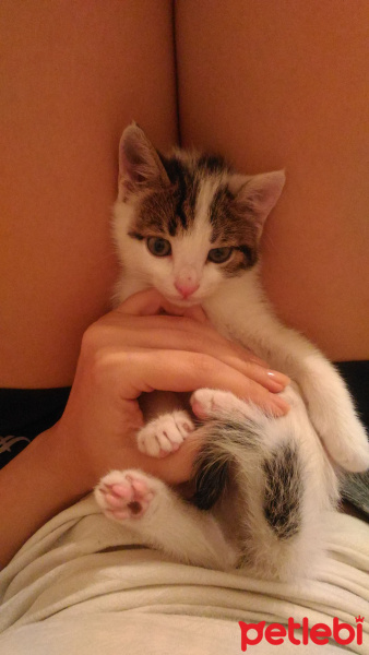 Tekir Kedi, Kedi  Zeus fotoğrafı