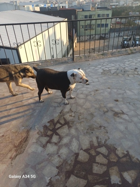 Amerikan Pitbull Terrier, Köpek  Nazlı fotoğrafı