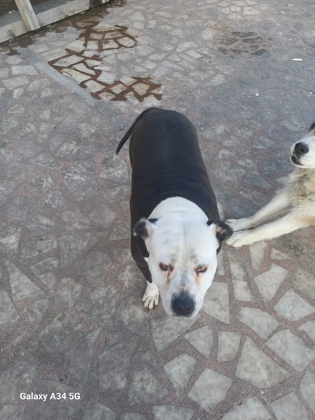 Amerikan Pitbull Terrier, Köpek  Nazlı fotoğrafı