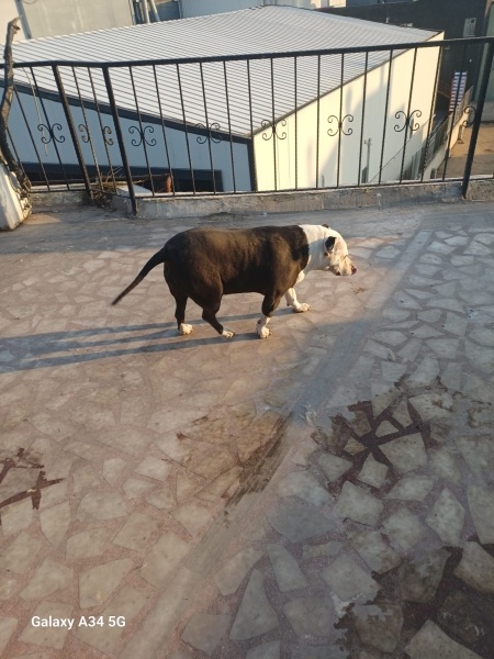 Amerikan Pitbull Terrier, Köpek  Nazlı fotoğrafı