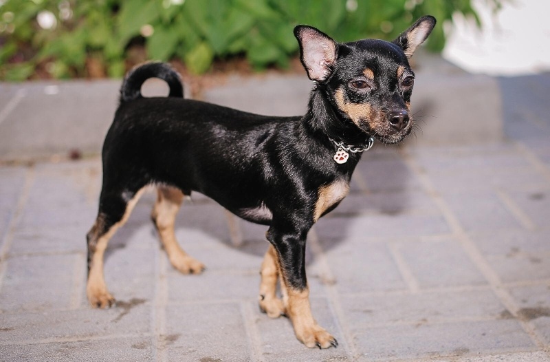 Minyatür Pinscher, Köpek  Leo fotoğrafı