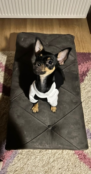 Minyatür Pinscher, Köpek  Leo fotoğrafı