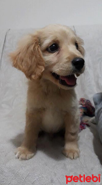 Golden Retriever, Köpek  PANİ BEY fotoğrafı