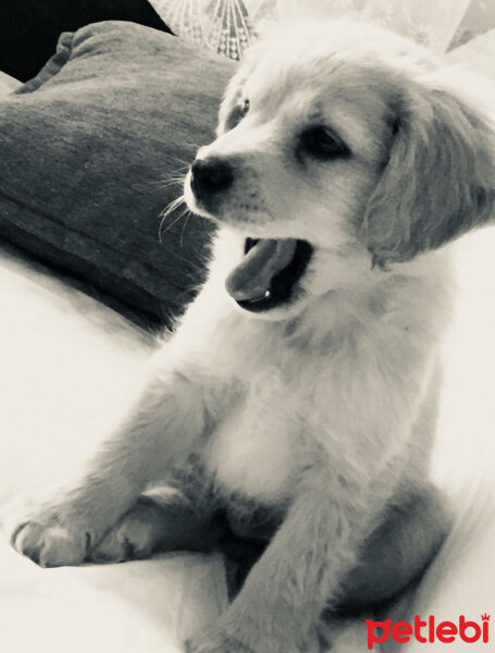 Golden Retriever, Köpek  PANİ BEY fotoğrafı