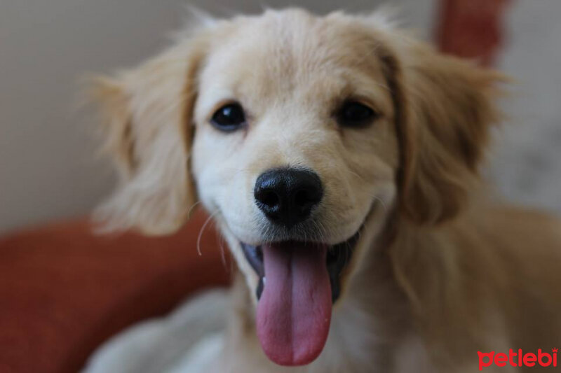 Golden Retriever, Köpek  PANİ BEY fotoğrafı