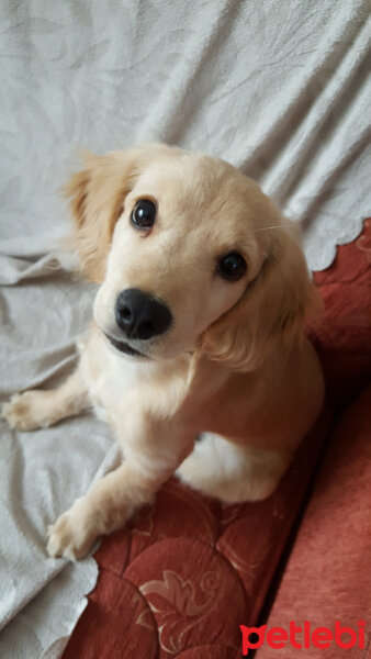 Golden Retriever, Köpek  PANİ BEY fotoğrafı