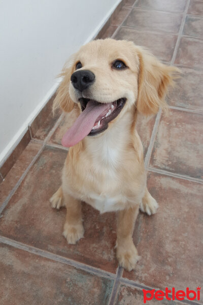 Golden Retriever, Köpek  PANİ BEY fotoğrafı