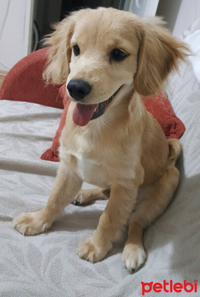 Golden Retriever, Köpek  PANİ BEY fotoğrafı