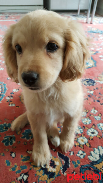 Golden Retriever, Köpek  PANİ BEY fotoğrafı