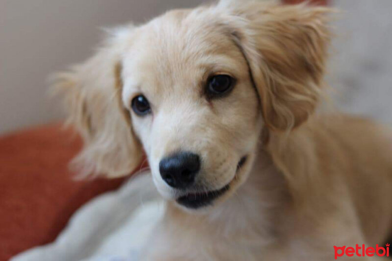 Golden Retriever, Köpek  PANİ BEY fotoğrafı