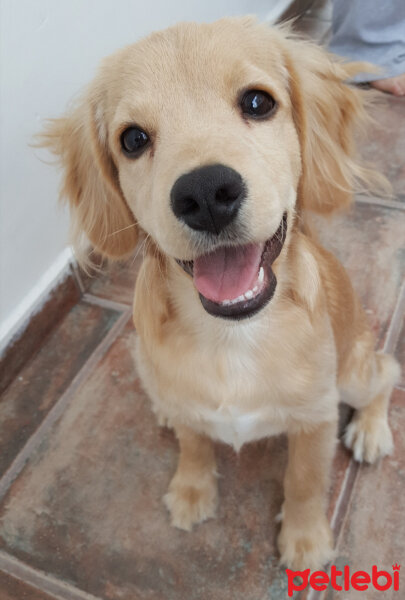 Golden Retriever, Köpek  PANİ BEY fotoğrafı