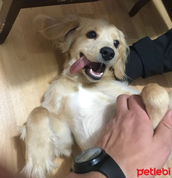 Golden Retriever, Köpek  PANİ BEY fotoğrafı