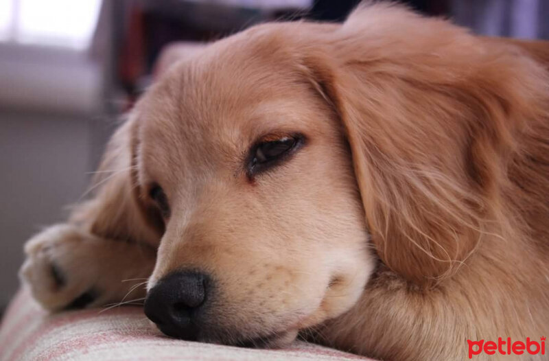 Golden Retriever, Köpek  PANİ BEY fotoğrafı