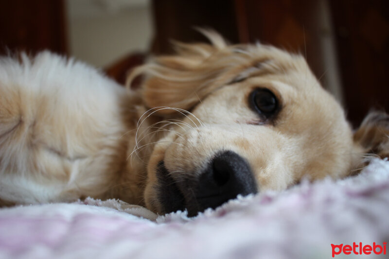 Golden Retriever, Köpek  PANİ BEY fotoğrafı