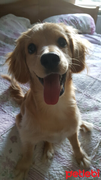 Golden Retriever, Köpek  PANİ BEY fotoğrafı