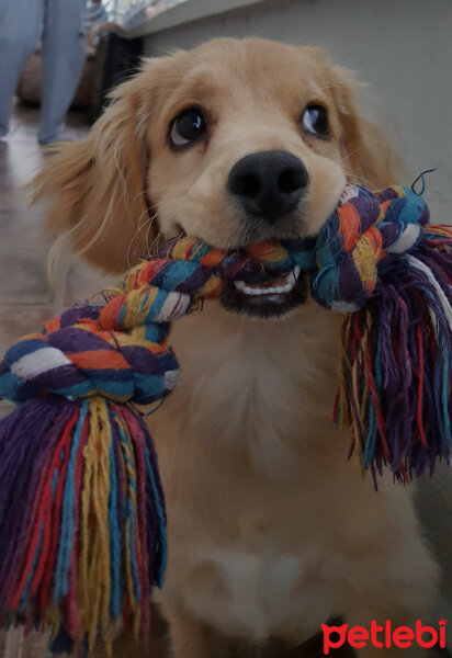 Golden Retriever, Köpek  PANİ BEY fotoğrafı