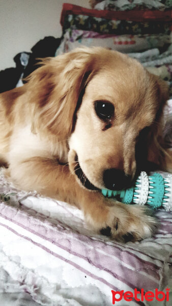 Golden Retriever, Köpek  PANİ BEY fotoğrafı