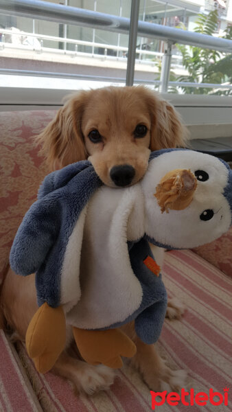 Golden Retriever, Köpek  PANİ BEY fotoğrafı