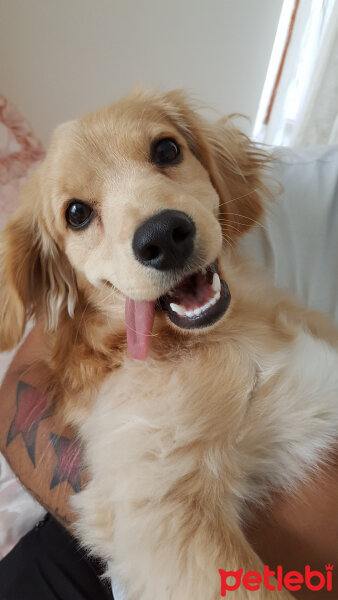 Golden Retriever, Köpek  PANİ BEY fotoğrafı