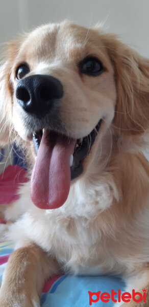 Golden Retriever, Köpek  PANİ BEY fotoğrafı