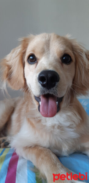 Golden Retriever, Köpek  PANİ BEY fotoğrafı