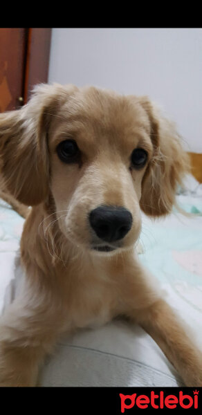 Golden Retriever, Köpek  PANİ BEY fotoğrafı