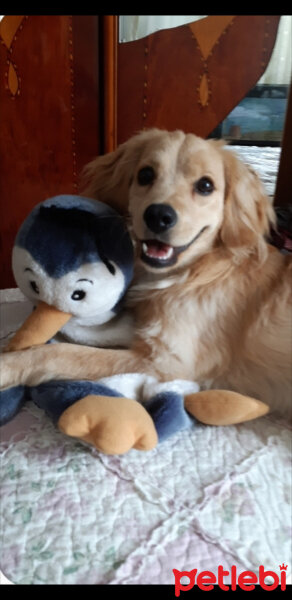 Golden Retriever, Köpek  PANİ BEY fotoğrafı