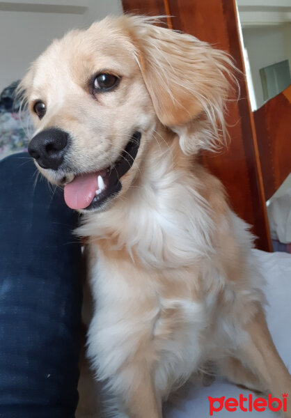 Golden Retriever, Köpek  PANİ BEY fotoğrafı