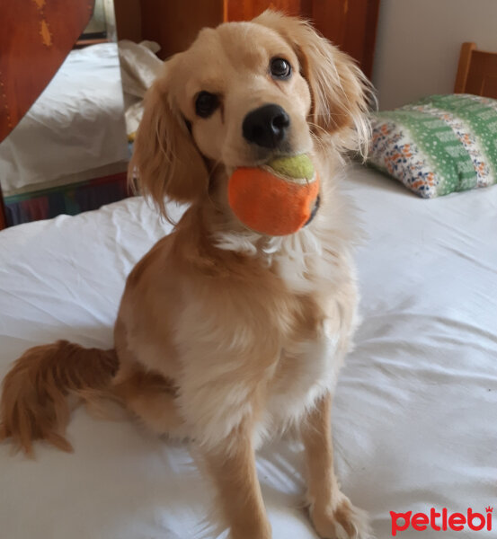 Golden Retriever, Köpek  PANİ BEY fotoğrafı