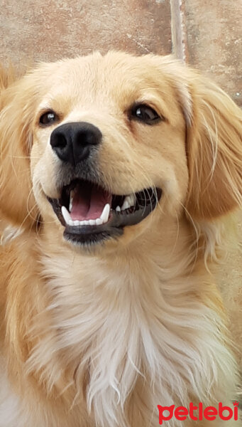 Golden Retriever, Köpek  PANİ BEY fotoğrafı