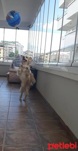 Golden Retriever, Köpek  PANİ BEY fotoğrafı