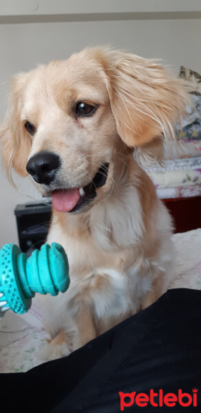 Golden Retriever, Köpek  PANİ BEY fotoğrafı