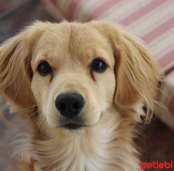 Golden Retriever, Köpek  PANİ BEY fotoğrafı