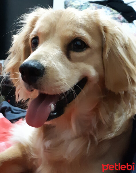 Golden Retriever, Köpek  PANİ BEY fotoğrafı