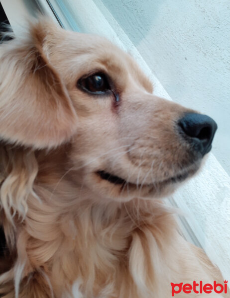 Golden Retriever, Köpek  PANİ BEY fotoğrafı